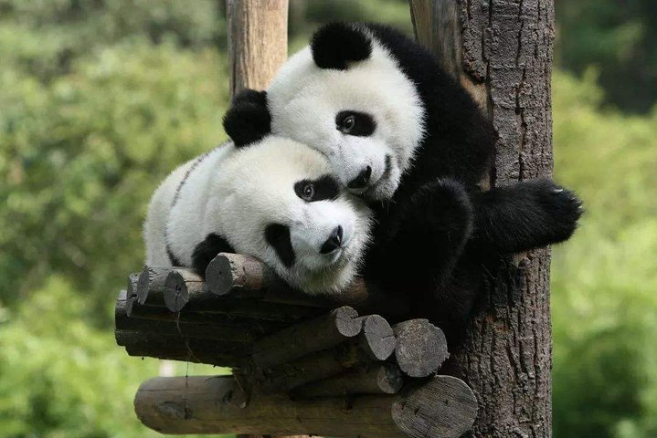 Pandas de Chengdu