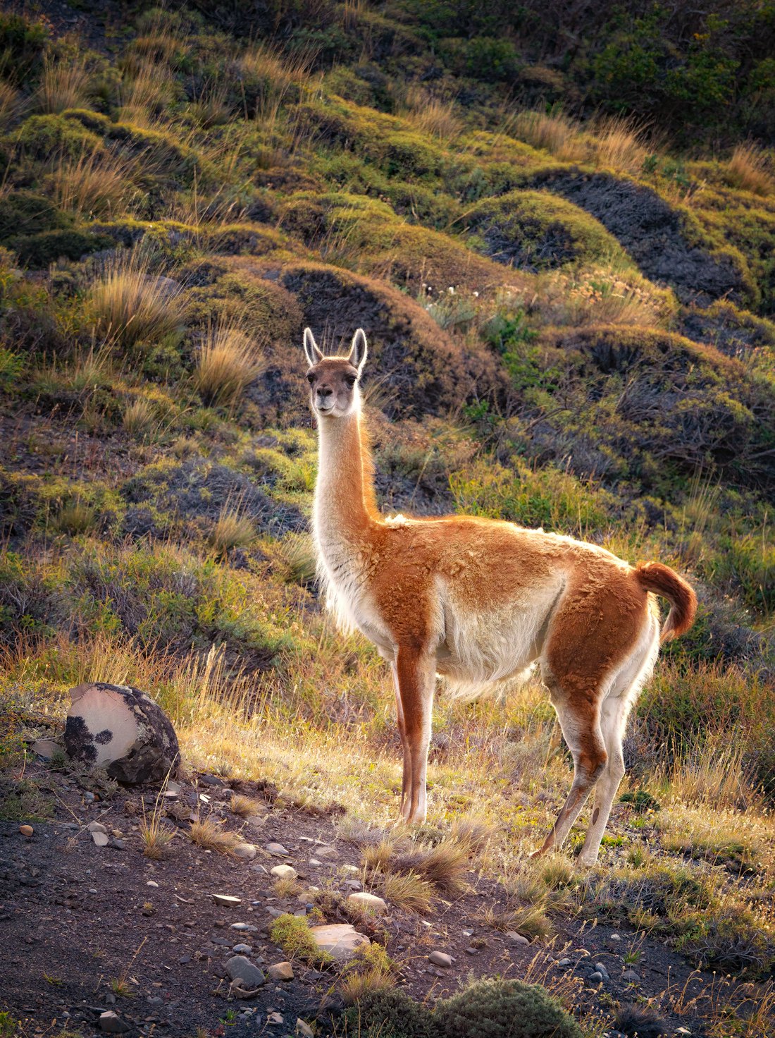 Guanaco na estepe patagônica sob a luz dourada do fim de tarde